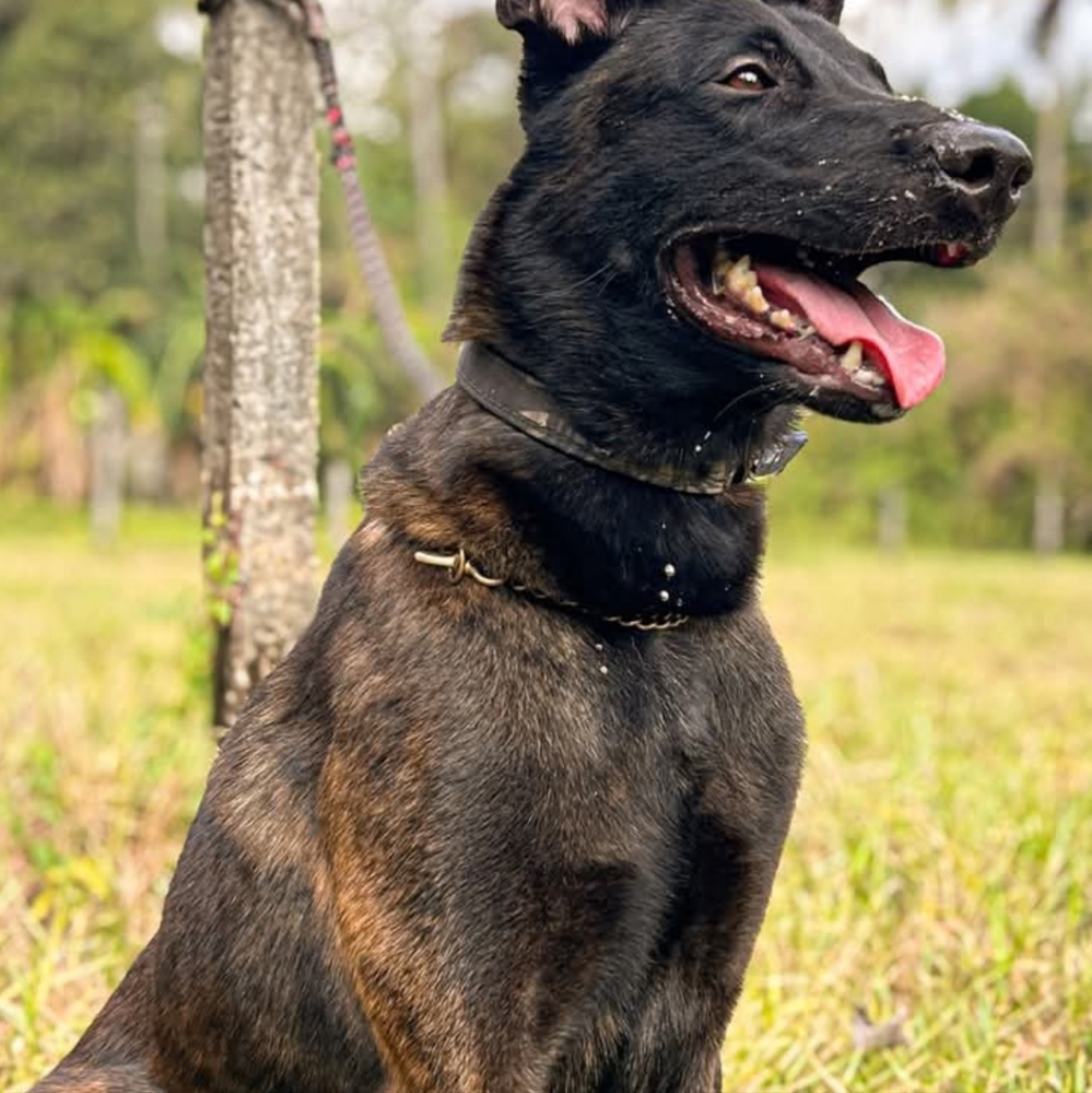 Meet Dutch And Sheba. I'm Trying To Learn How To Set Up A Verification Account. - Picture 2 of 3
